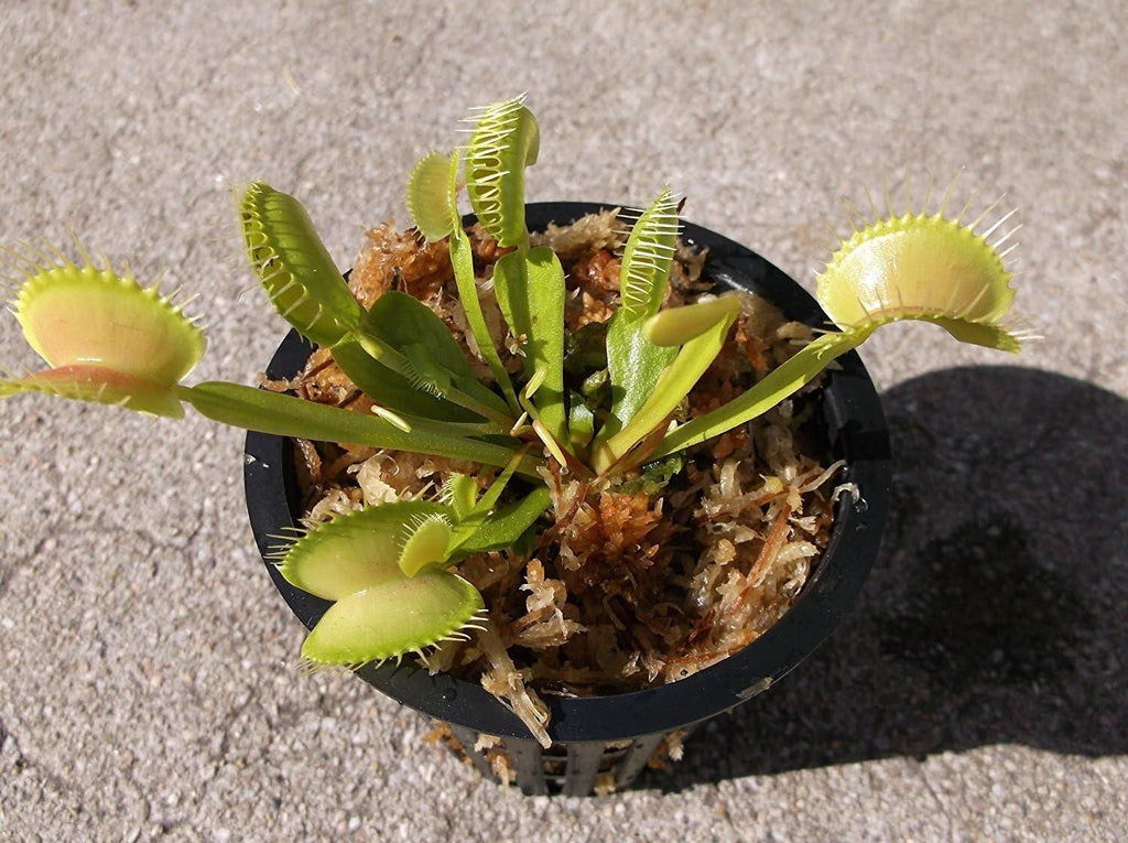 Wonderful Venus Flytrap Seeds (Pack of 2)
